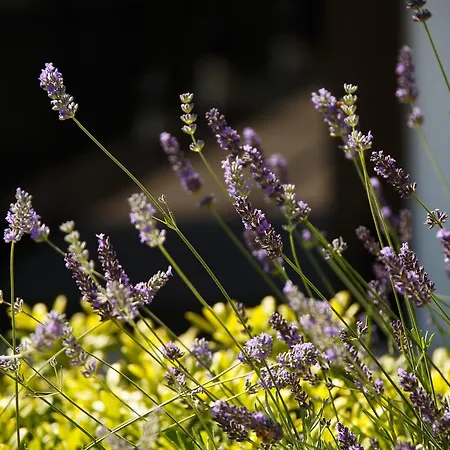 Jardins De Mademoiselle &