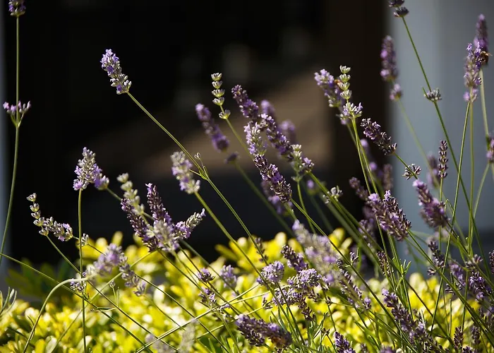 Jardins De Mademoiselle &