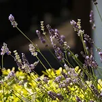 Jardins De Mademoiselle &